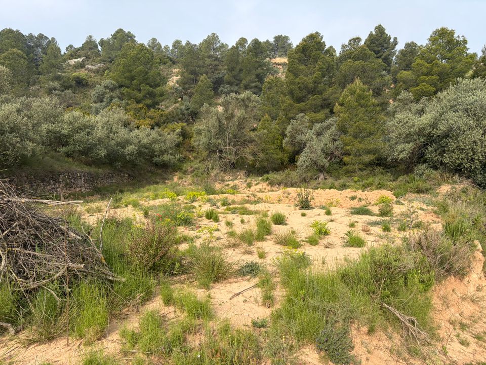 Helårsgrund i Asco, Tarragona - foto 2