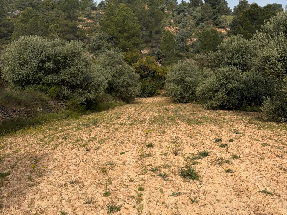 Helårsgrund i Asco, Tarragona - foto 5