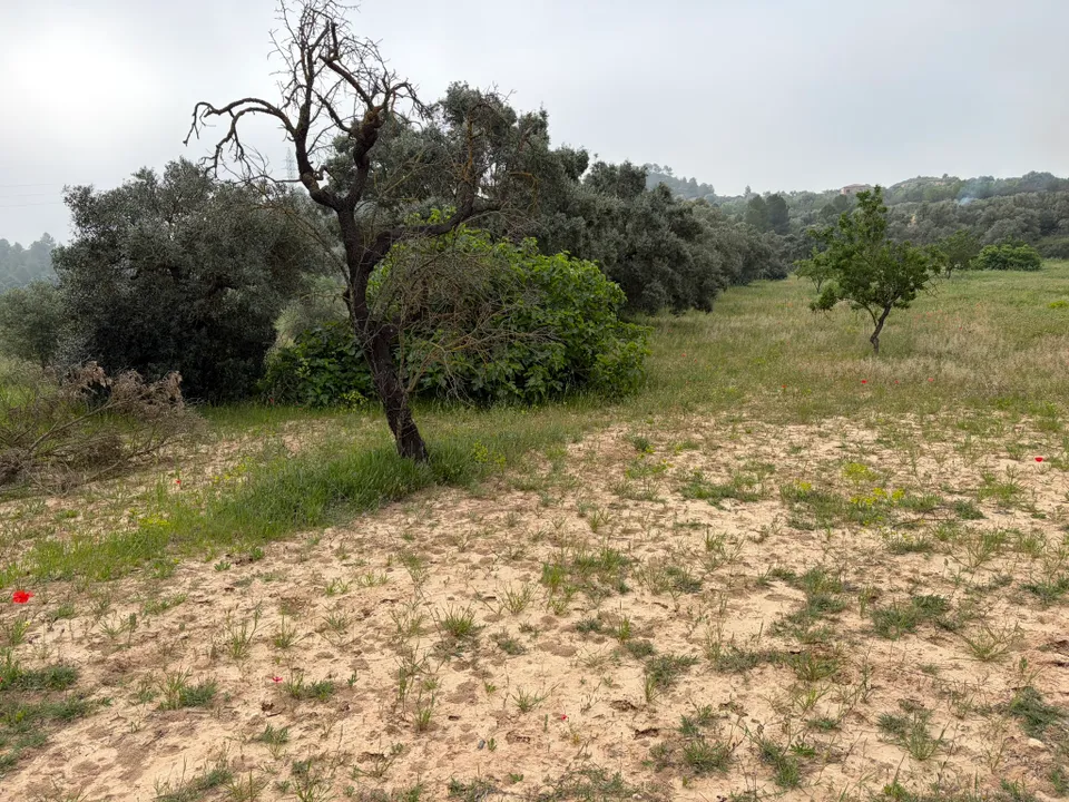 Helårsgrund i Asco, Tarragona - foto 3