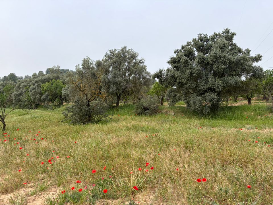 Helårsgrund i Asco, Tarragona - foto 4