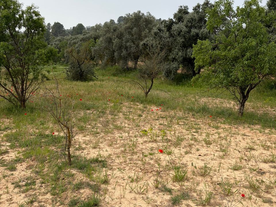 Helårsgrund i Asco, Tarragona - foto 2