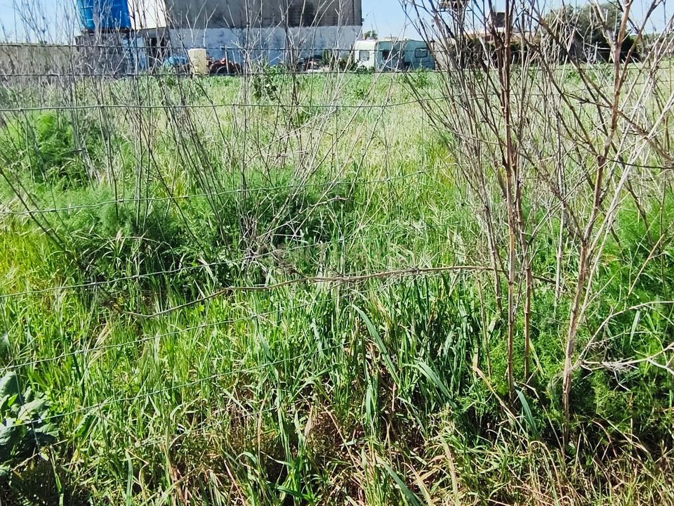 Terreno en Redondo, Evora - foto 4