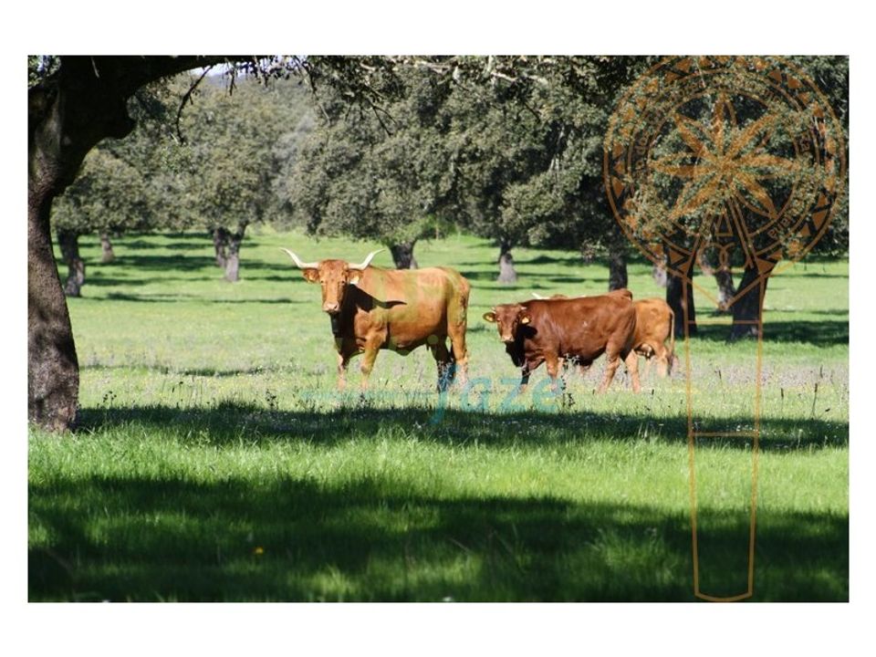 Landejendom i Redondo, Evora - foto 1