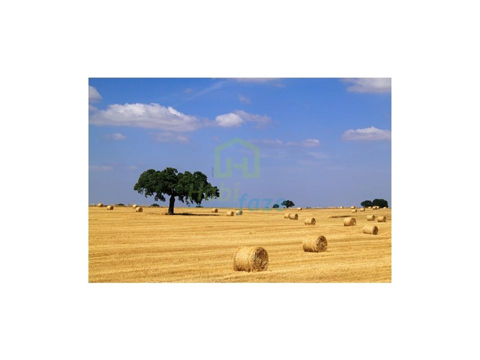 Landejendom i Redondo, Evora - foto 4