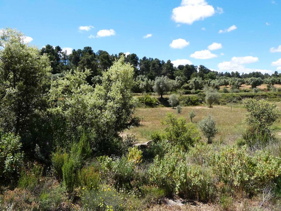 Finca i Calaceite, Teruel - foto 3