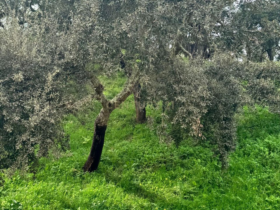 Helårsgrund i Odemira, Beja - foto 1