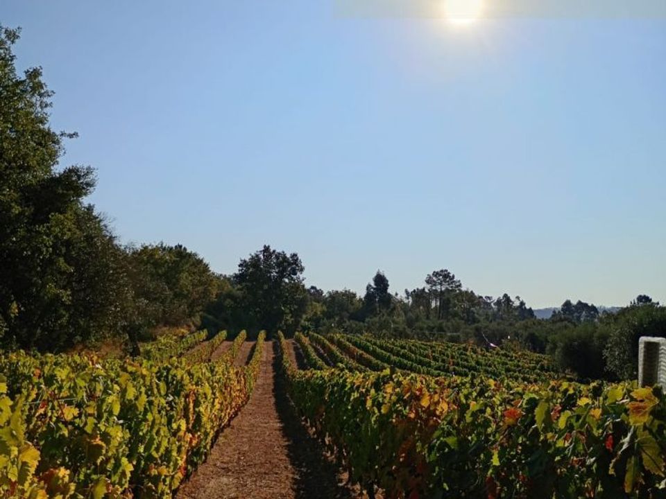 Helårsgrund i Mangualde, Viseu - foto 5