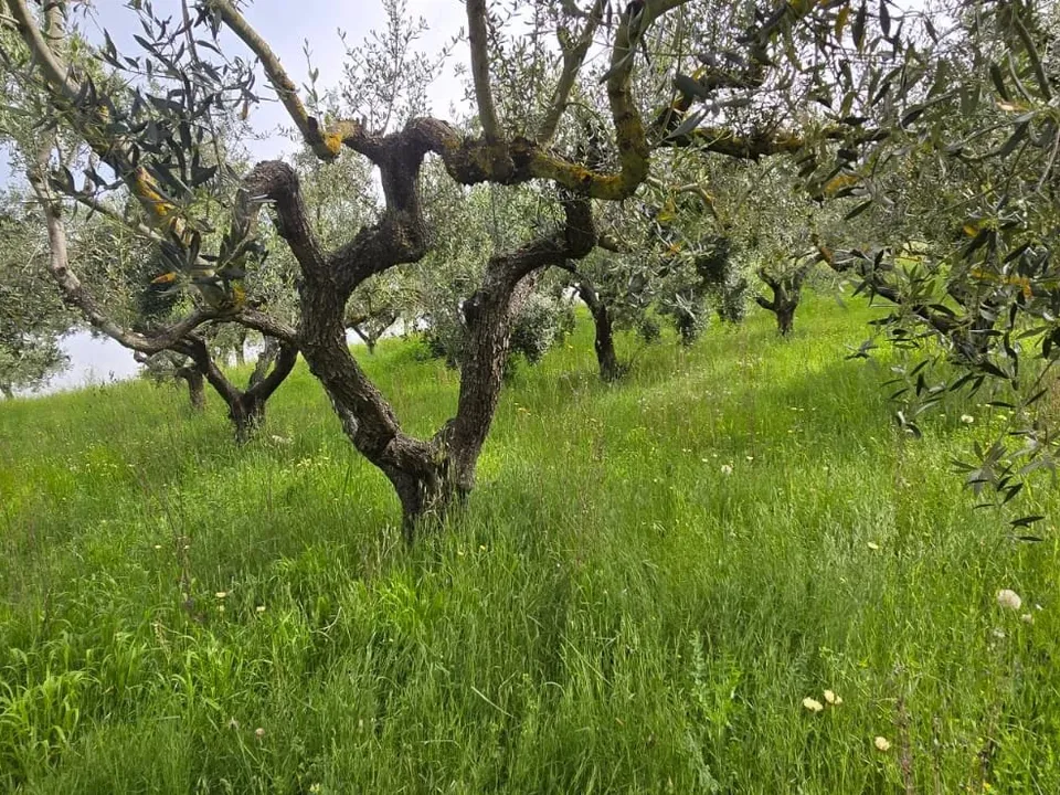 Helårsgrund i San Giovanni Teatino, Chieti - foto 4