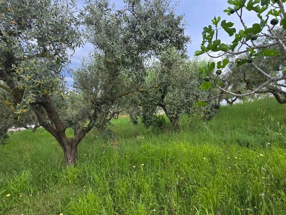 Helårsgrund i San Giovanni Teatino, Chieti - foto 5