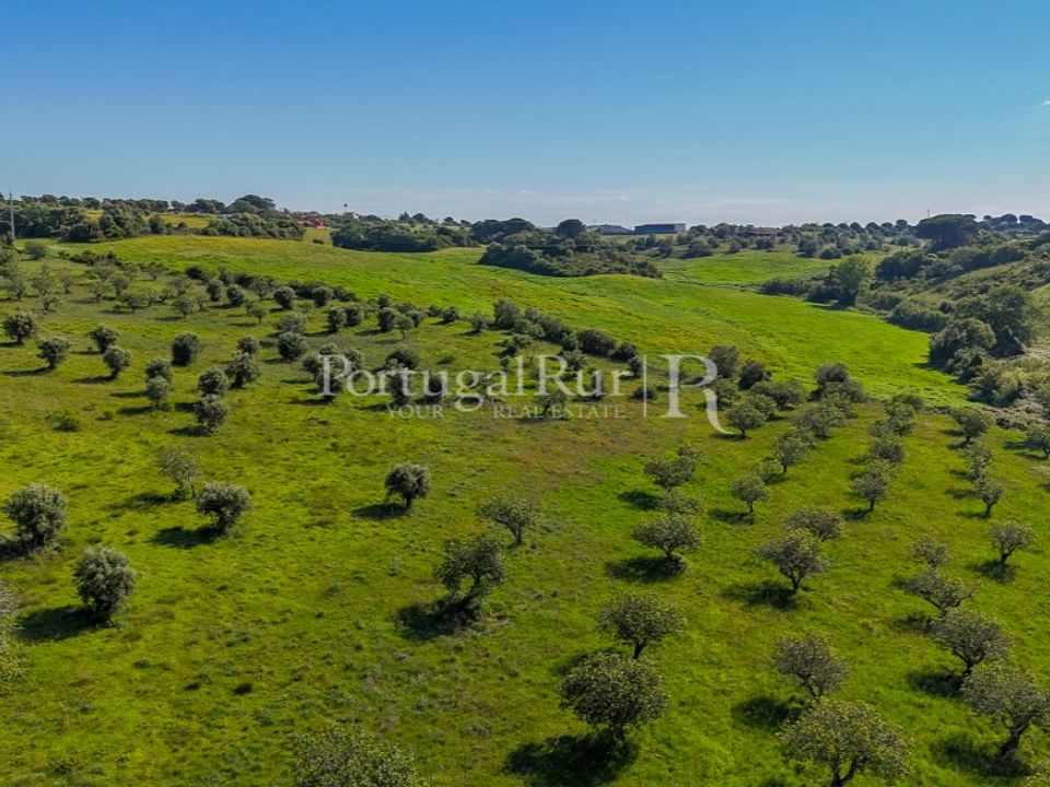 Farm i Torres Novas, Santarem - foto 4