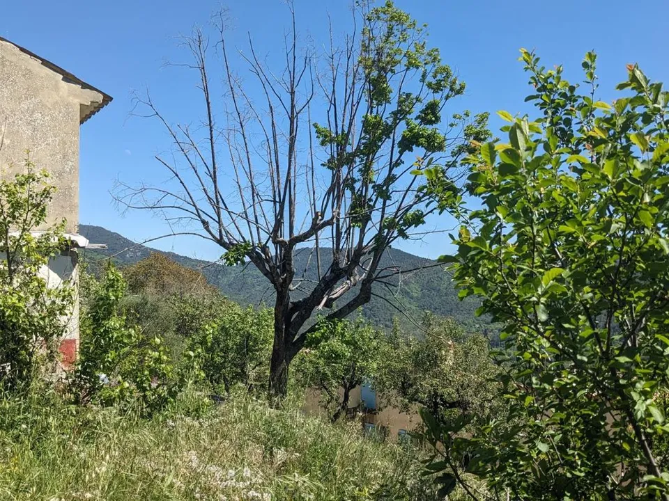 Tomt i Bargemon, Var - bilde 3