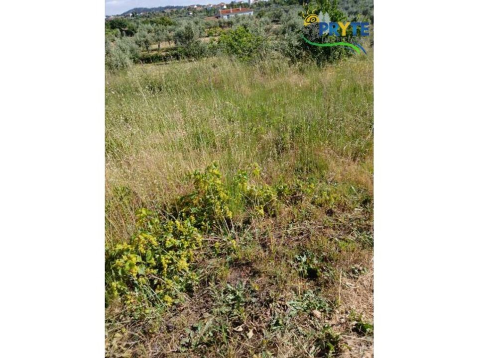Helårsgrund i Proenca-a-Nova, Castelo Branco - foto 2