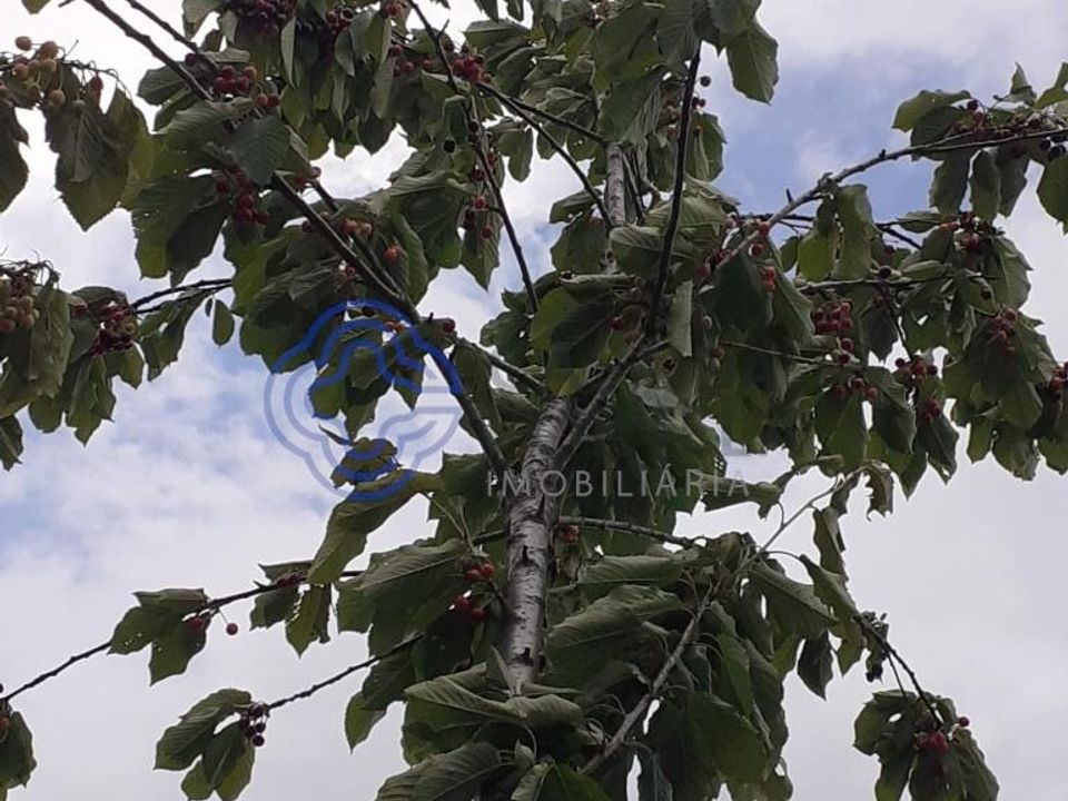 Terra a Vinhais, Braganca - foto 4