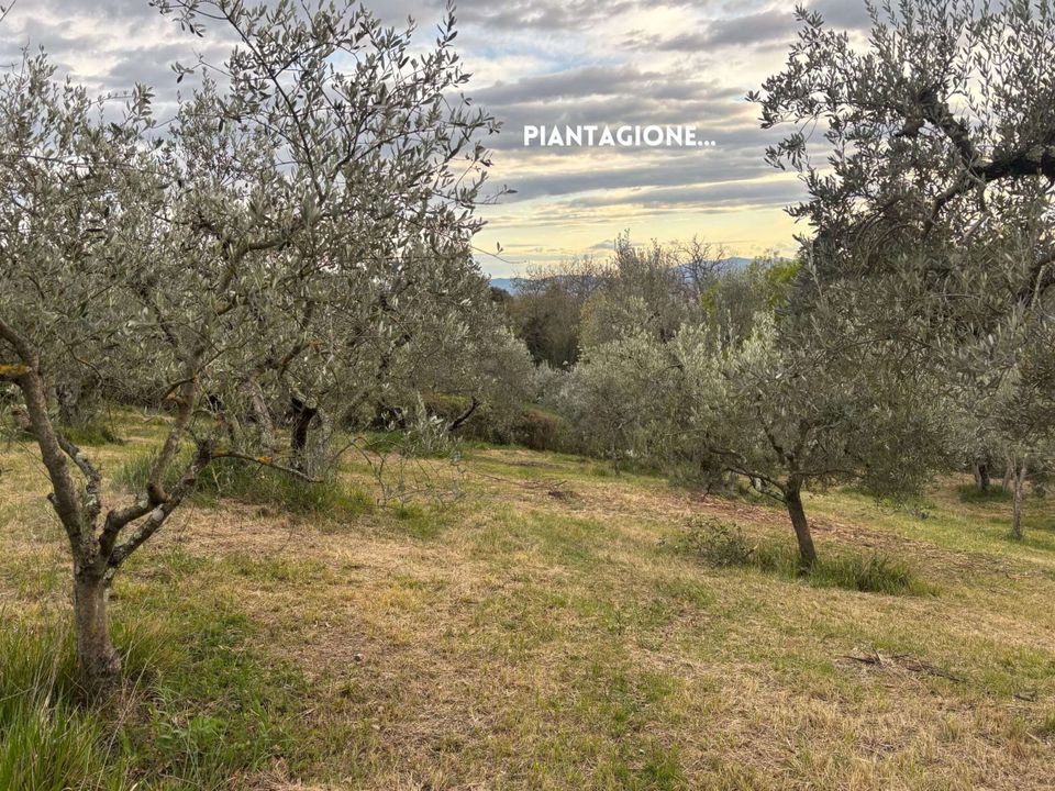 Willa: Roccatederighi, Grosseto – zdjęcie 2