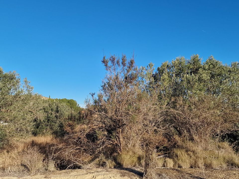 Erhvervsejendom i Mojacar, Almeria - foto 5