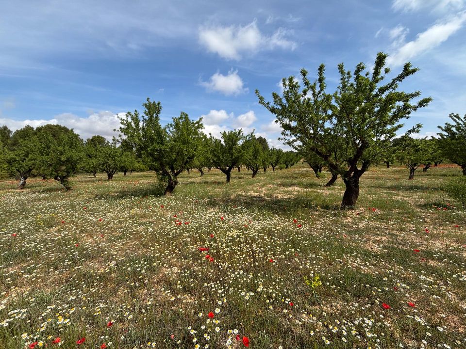 Helårsgrund i Requena, Valencia - foto 1