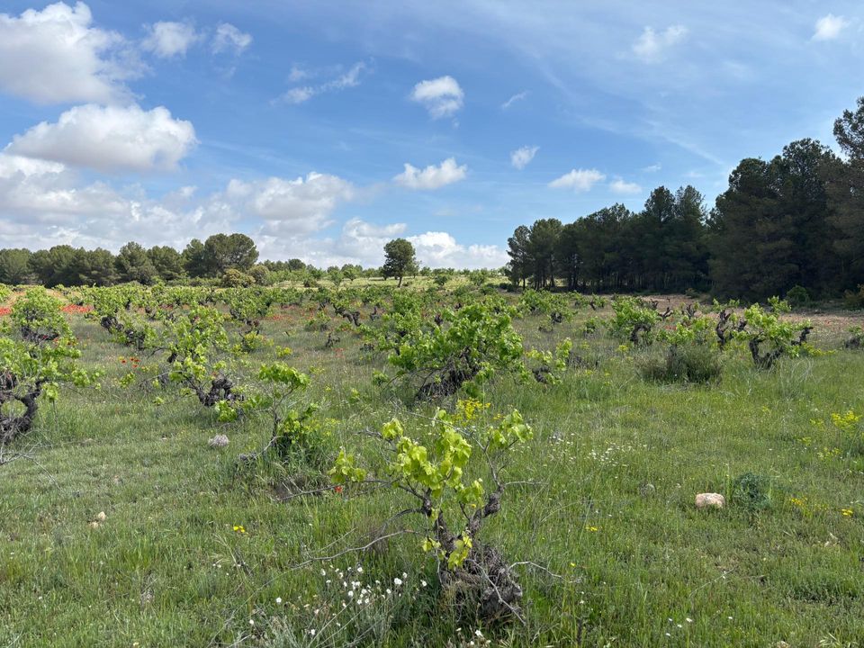 Helårsgrund i Requena, Valencia - foto 2