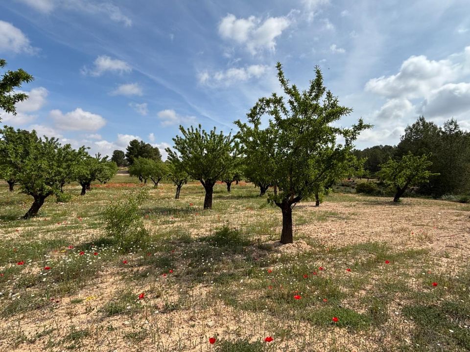 Helårsgrund i Requena, Valencia - foto 3