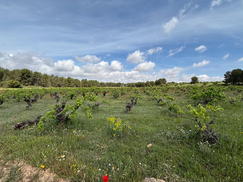 Helårsgrund i Requena, Valencia - foto 4
