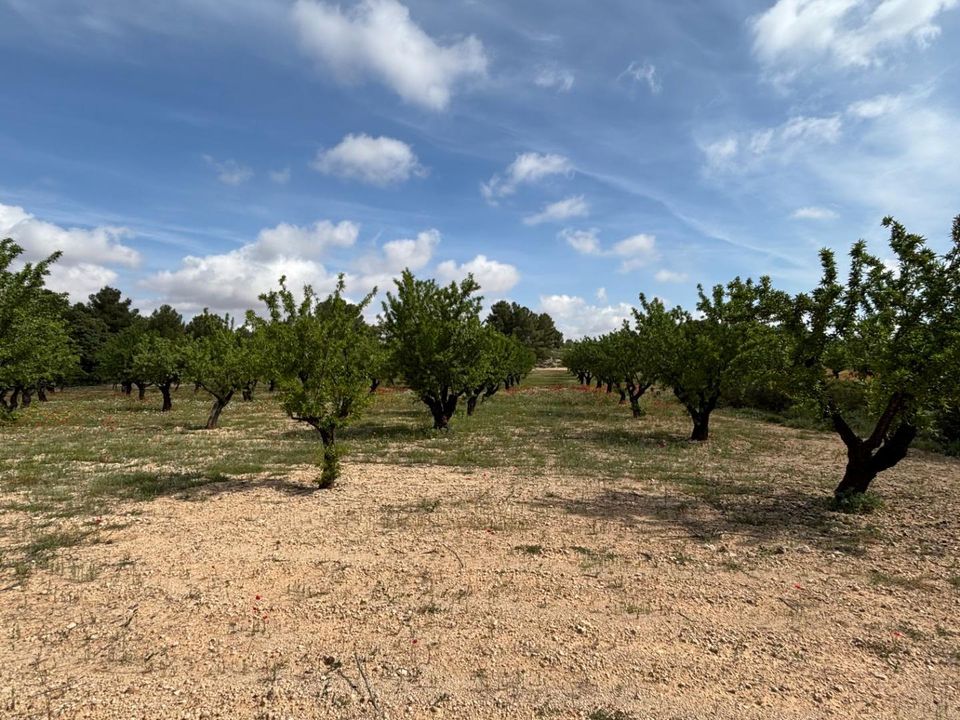 Helårsgrund i Requena, Valencia - foto 5