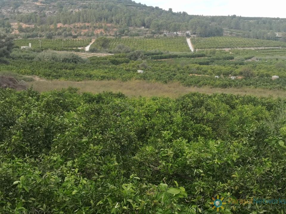 Terreno en Sellent, Valencia - foto 3