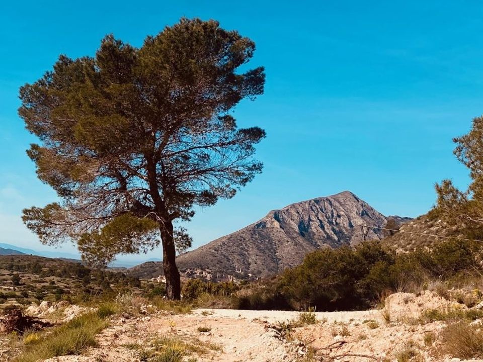 Landejendom i Hondon De Las Nieves, Alicante - foto 5