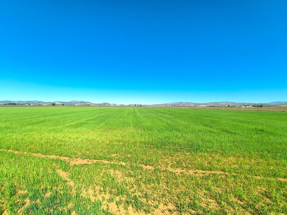 Helårsgrund i Yecla, Murcia - foto 2