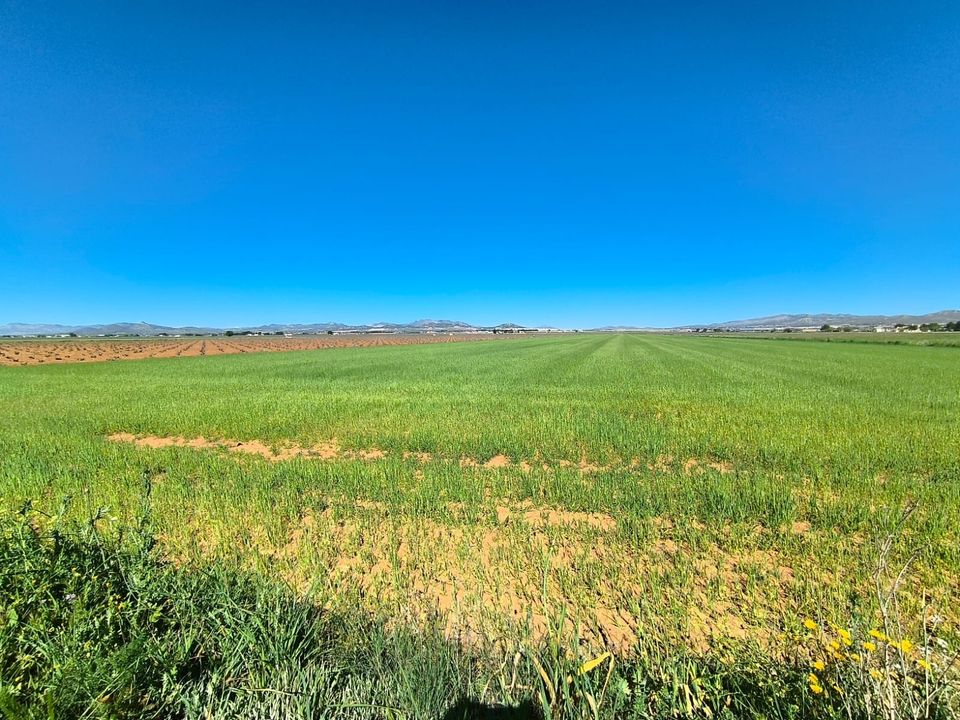 Helårsgrund i Yecla, Murcia - foto 3
