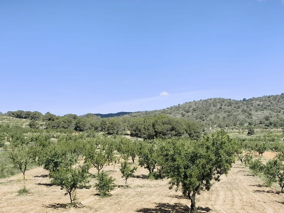 Helårsgrund i Raspay, Murcia - foto 3
