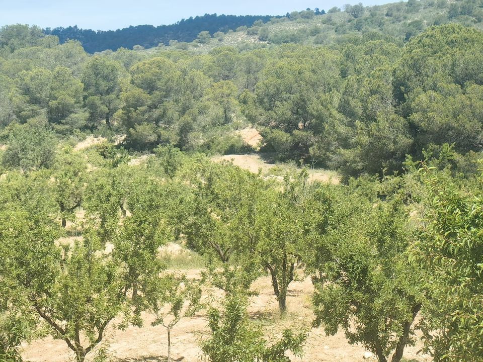 Helårsgrund i Raspay, Murcia - foto 4