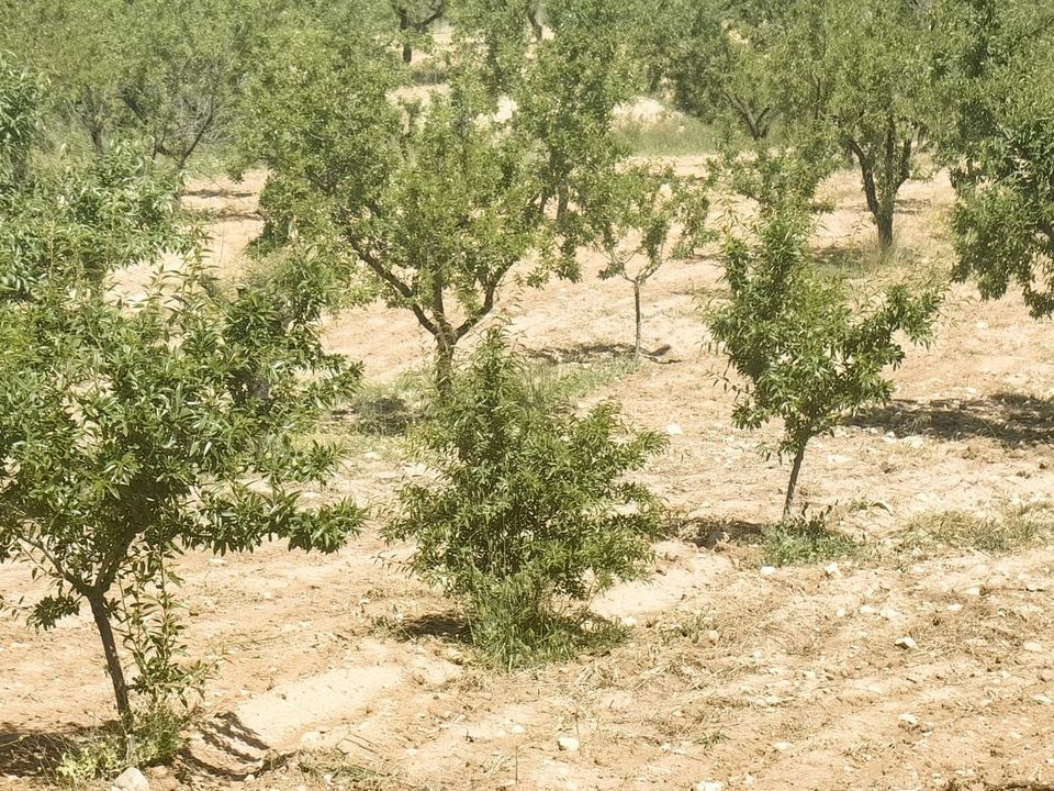 Helårsgrund i Raspay, Murcia - foto 5