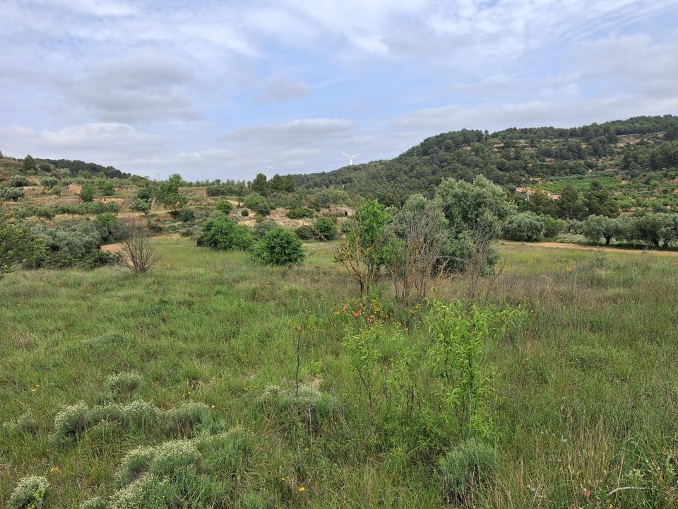 Helårsgrund i Gandesa, Tarragona - foto 1