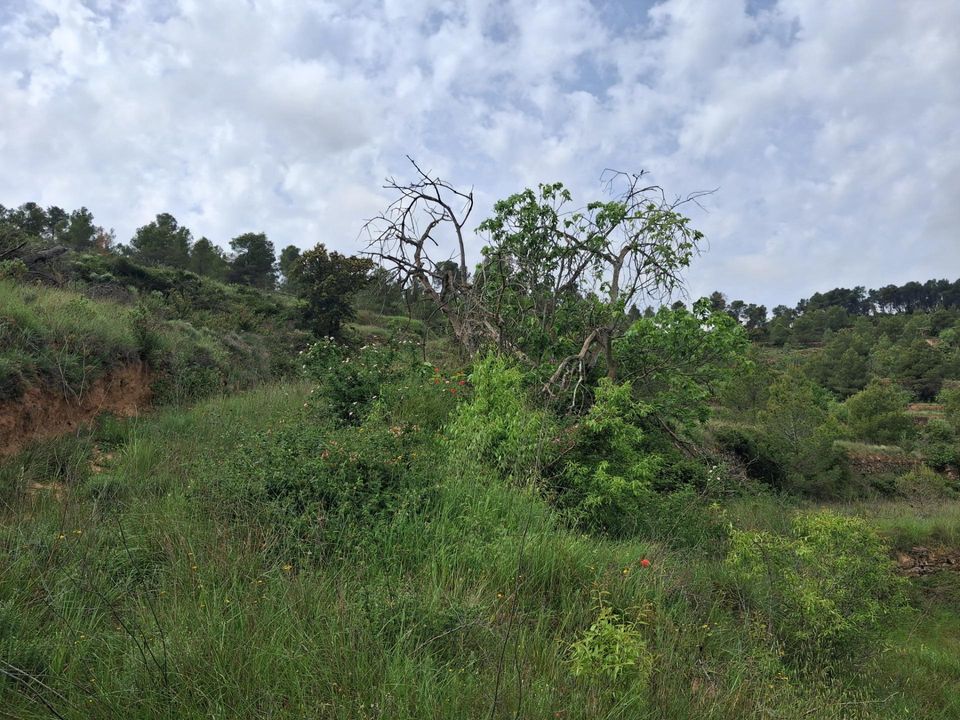 Helårsgrund i Gandesa, Tarragona - foto 3