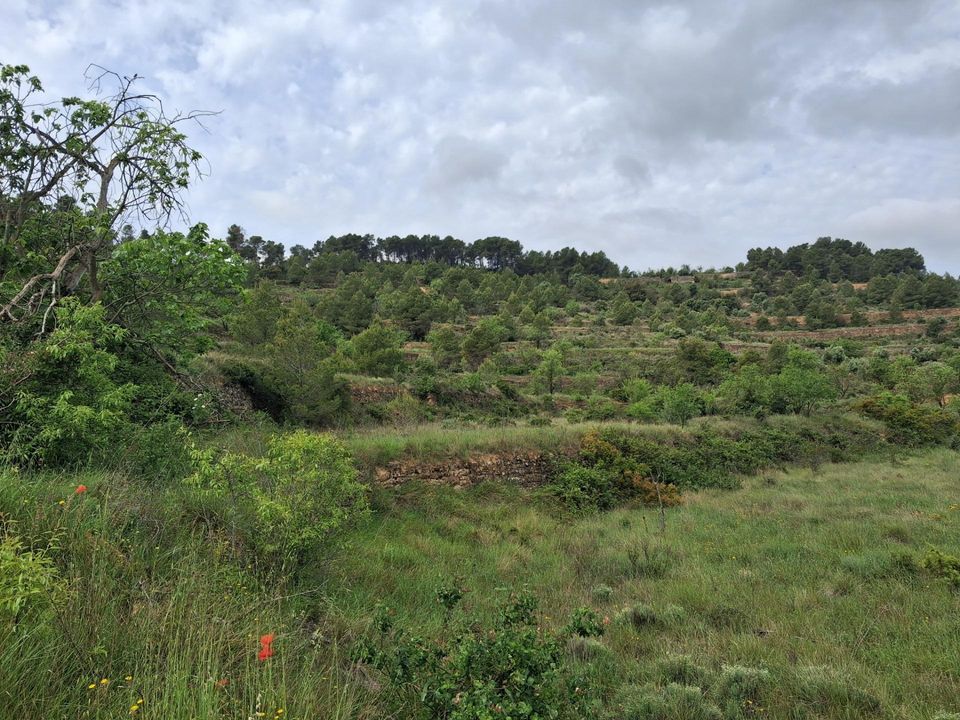 Helårsgrund i Gandesa, Tarragona - foto 4