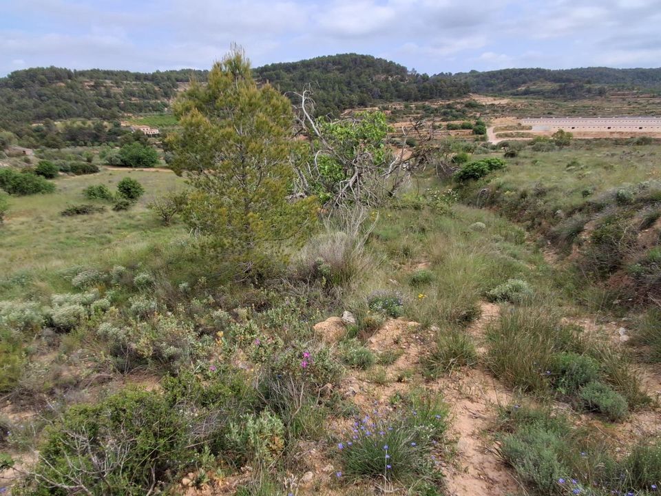 Helårsgrund i Gandesa, Tarragona - foto 5