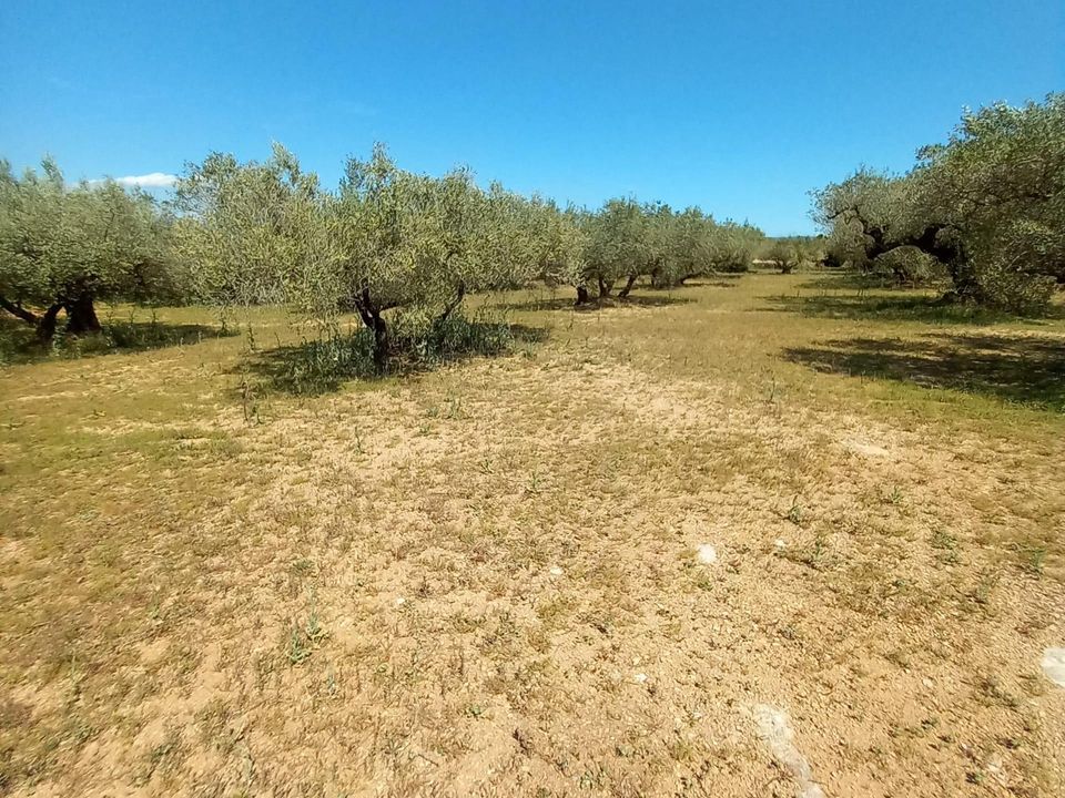 Landejendom i Roquetes, Tarragona - foto 4