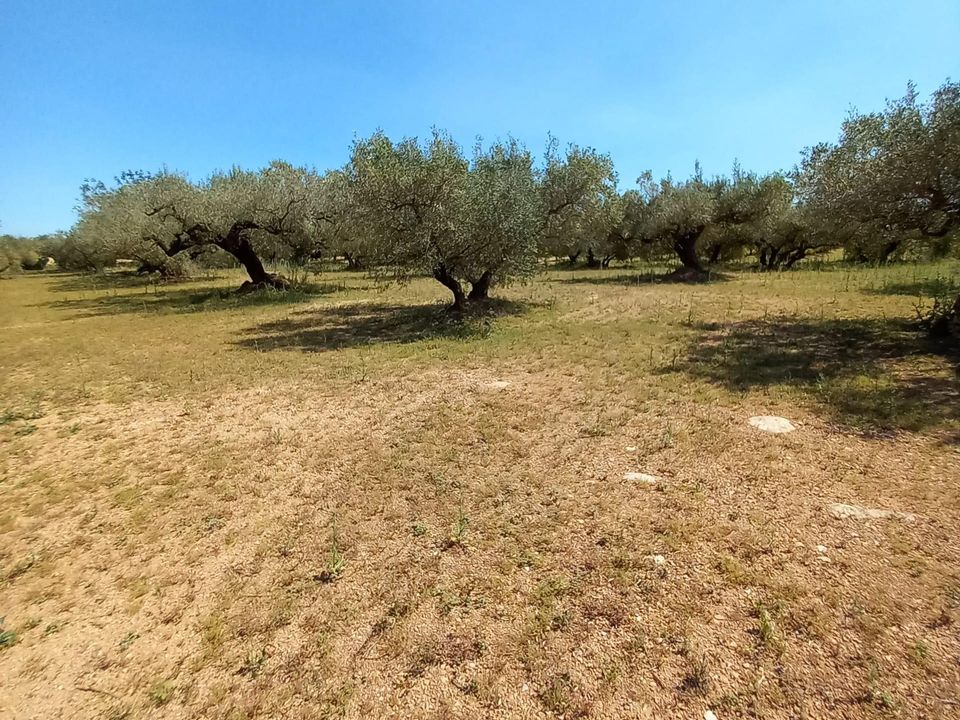 Landejendom i Roquetes, Tarragona - foto 5