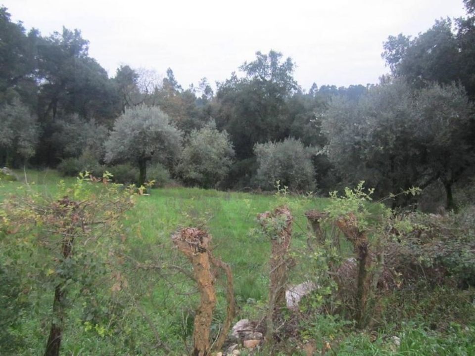 Helårsgrund i Ansiao, Leiria - foto 4