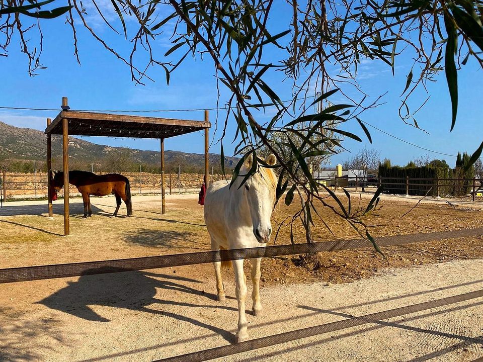 Villa i Lel, Alicante - bilde 3