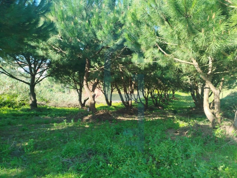 Helårsgrund i Benedita, Leiria - foto 5