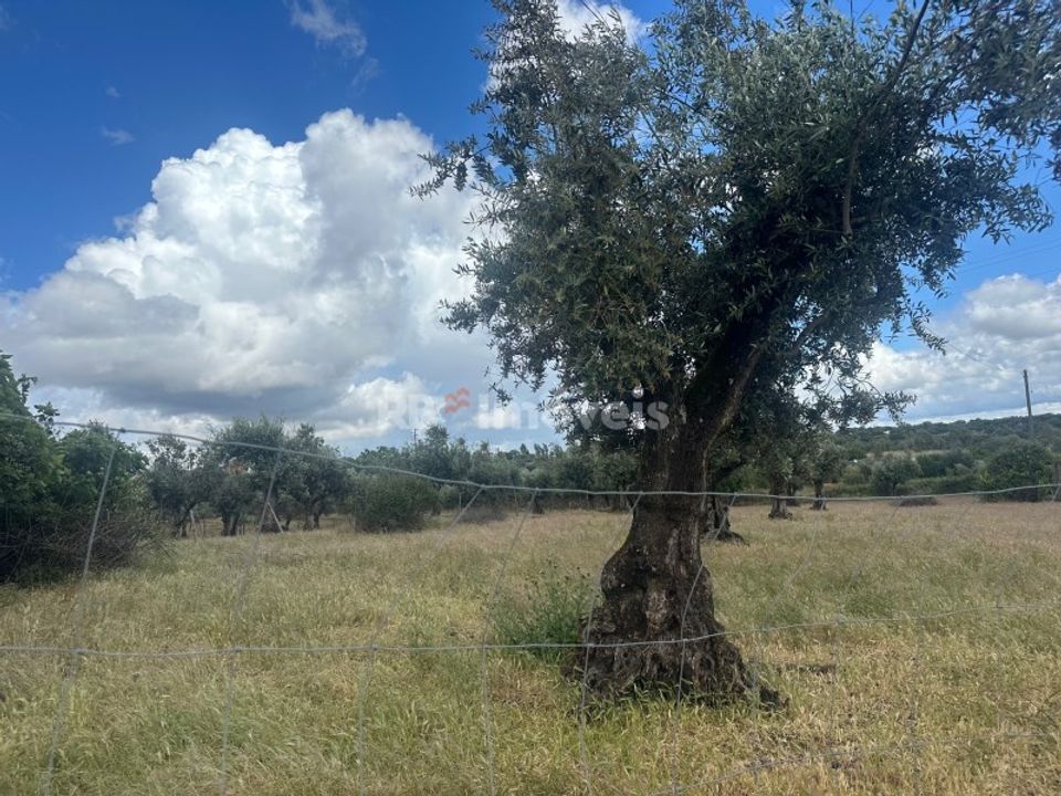 Tomt i Gaviao, Portalegre - bilde 4