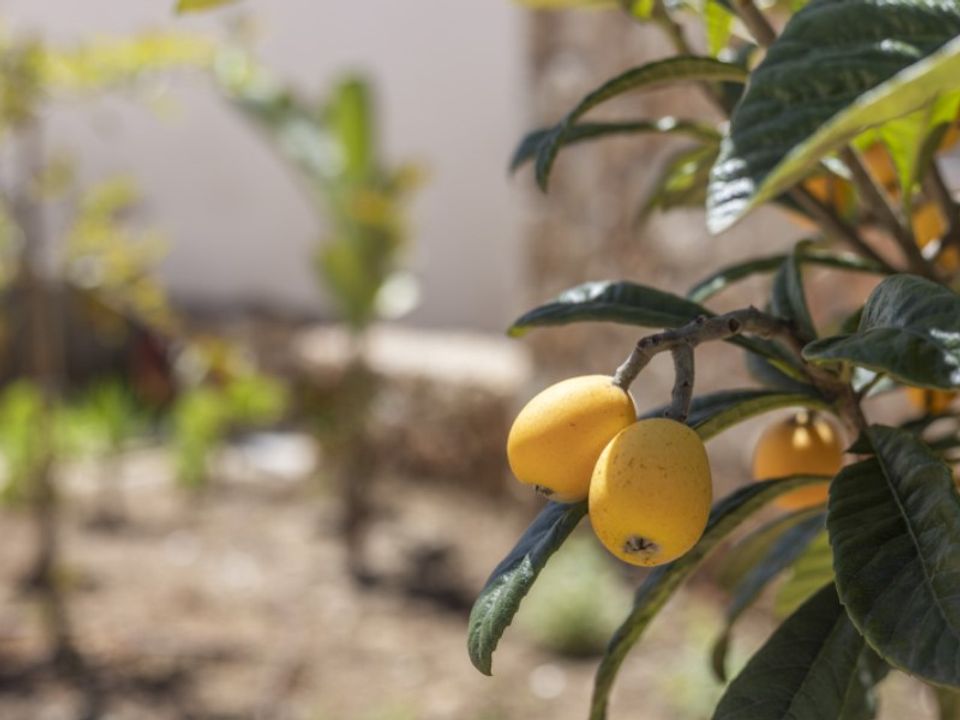 Landejendom i Sencelles, Mallorca - foto 2
