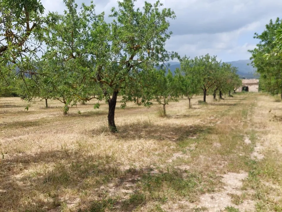 Tomt i Inca, Mallorca - bilde 1