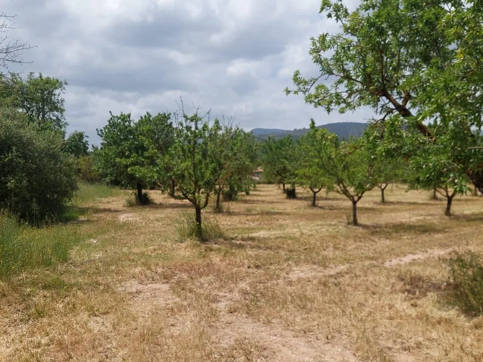 Tomt i Inca, Mallorca - bilde 3