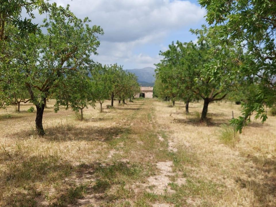 Tomt i Inca, Mallorca - bilde 5