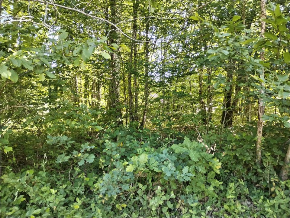 Helårsgrund i Bazoches-sur-le-Betz, Loiret - foto 3