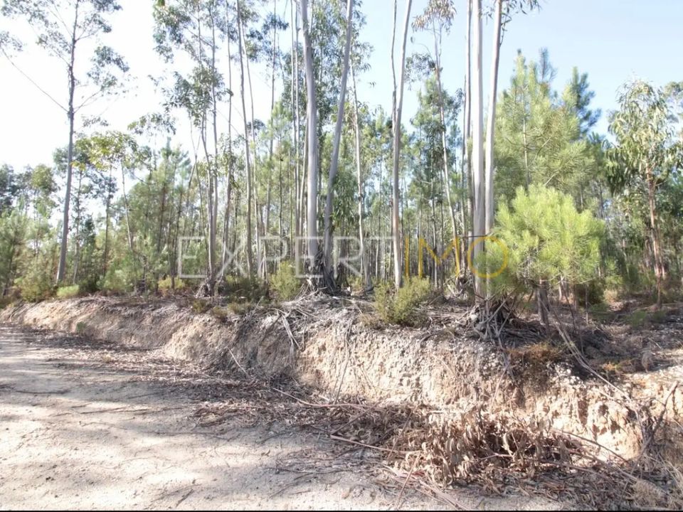 Terra em Matas e Cercal, Santarem - foto 2