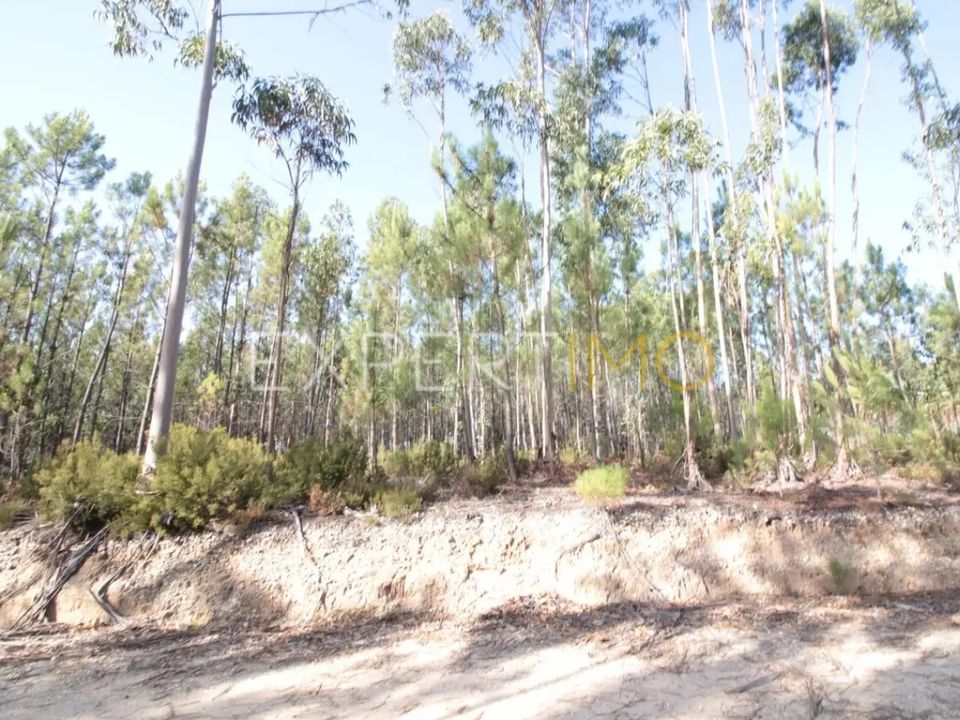 Terra em Matas e Cercal, Santarem - foto 4