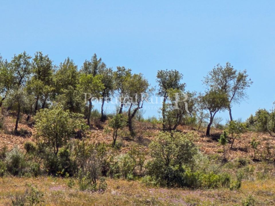 Helårsgrund i Idanha-a-Nova, Castelo Branco - foto 4
