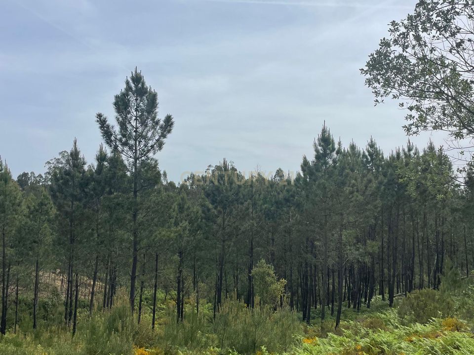 Helårsgrund i Abrantes, Santarem - foto 1